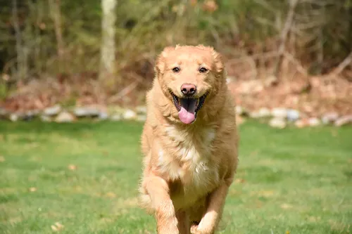 custody of a golden retriever