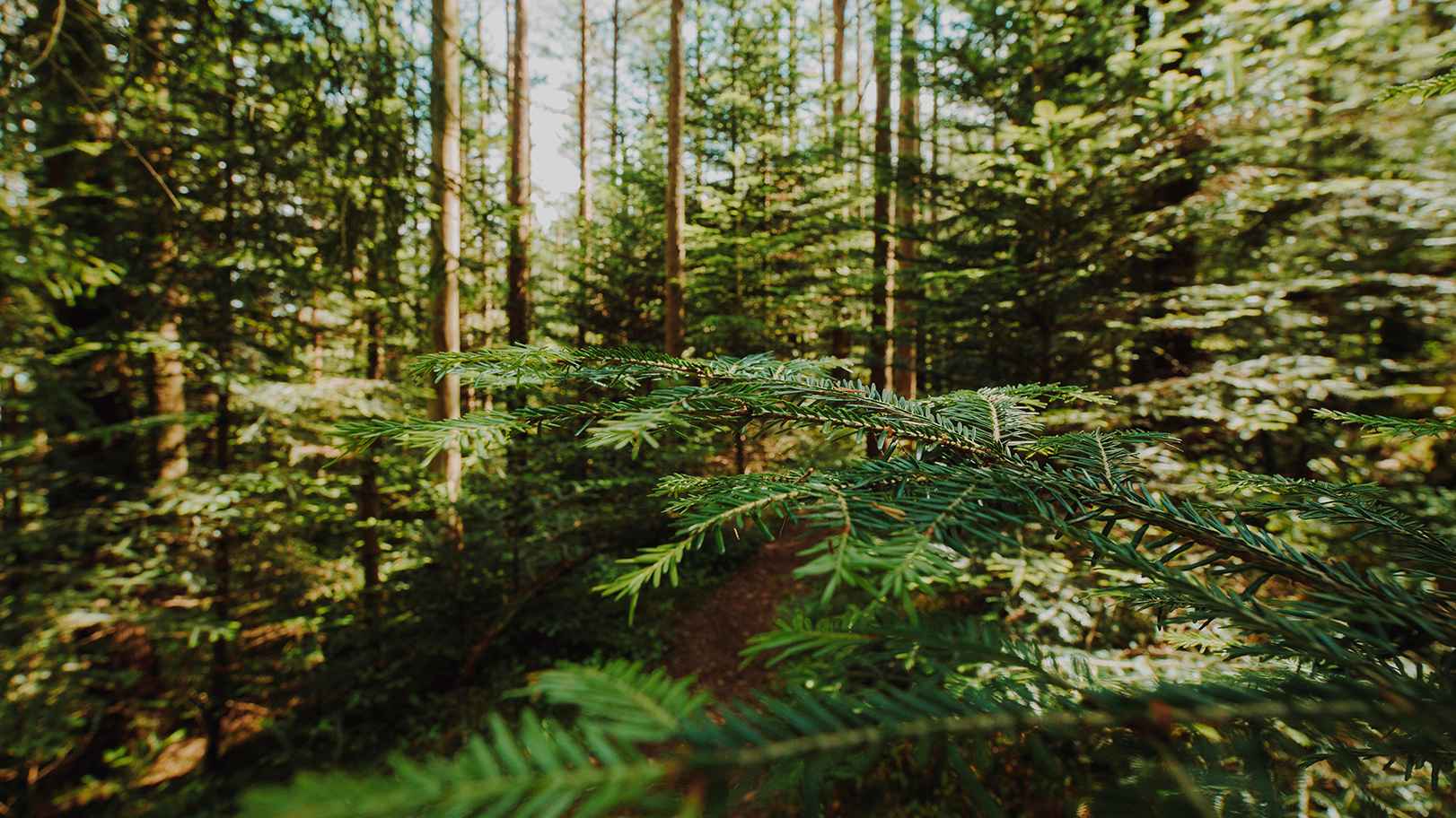 A lush forest featuring tall trees and vibrant green leaves under a clear blue sky in Coquitlam, BC