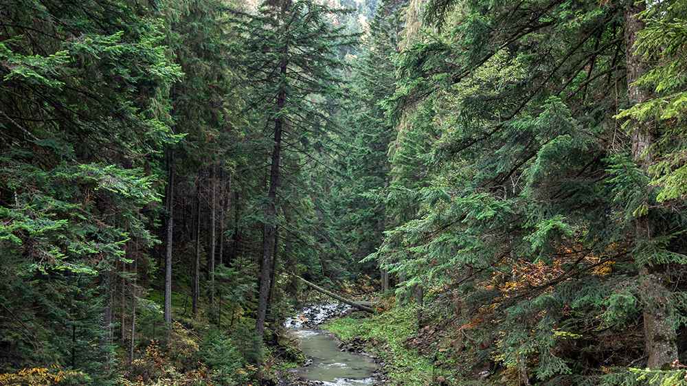 Small river flowing through a coniferous forest in a mountainous area near Coquitlam, BC