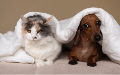 Pet Custody in BC: Are They Property or Family?