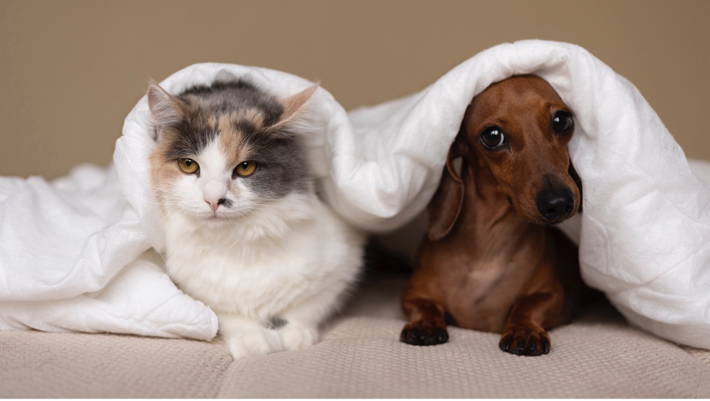 pet custody in BC