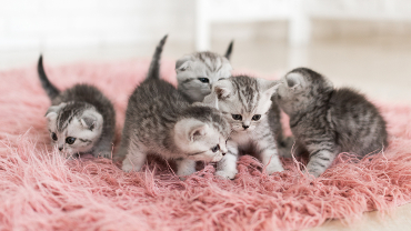 New BC Rules Redefine Pet Custody in Separation